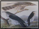 country%20store%20gallery008011.gif